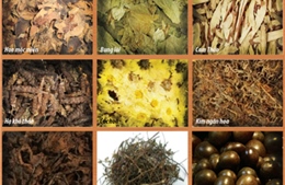 “Rộ” xu hướng sử dụng thảo mộc